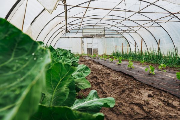 Greenhouse Construction